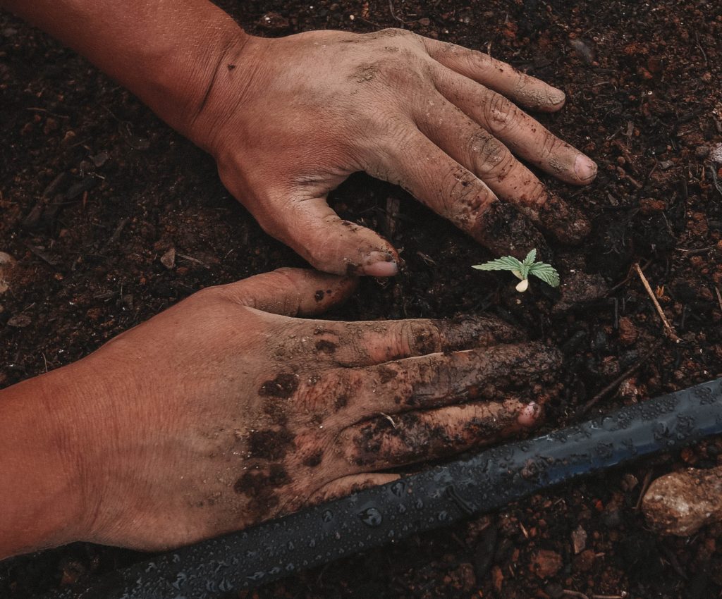 Hands planting a tiny seed
