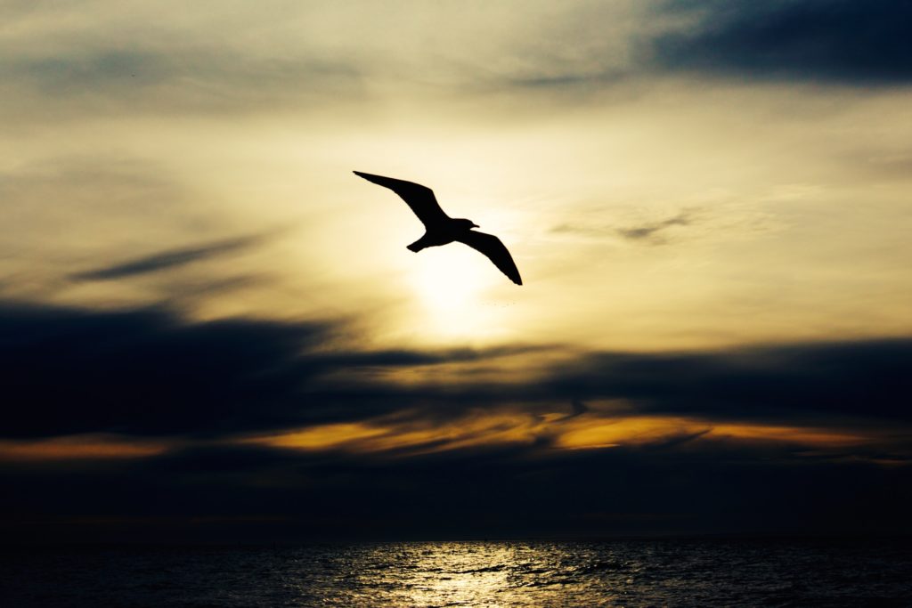 A wandering albatross in darkening skies
