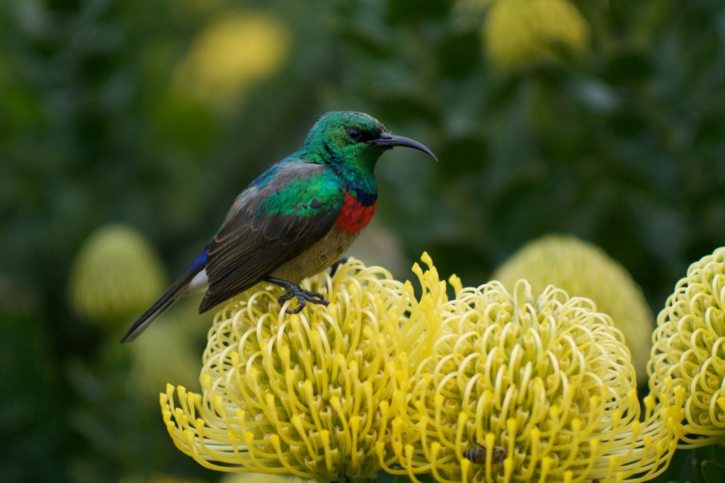 A beautiful bird perching on an exotic flower
