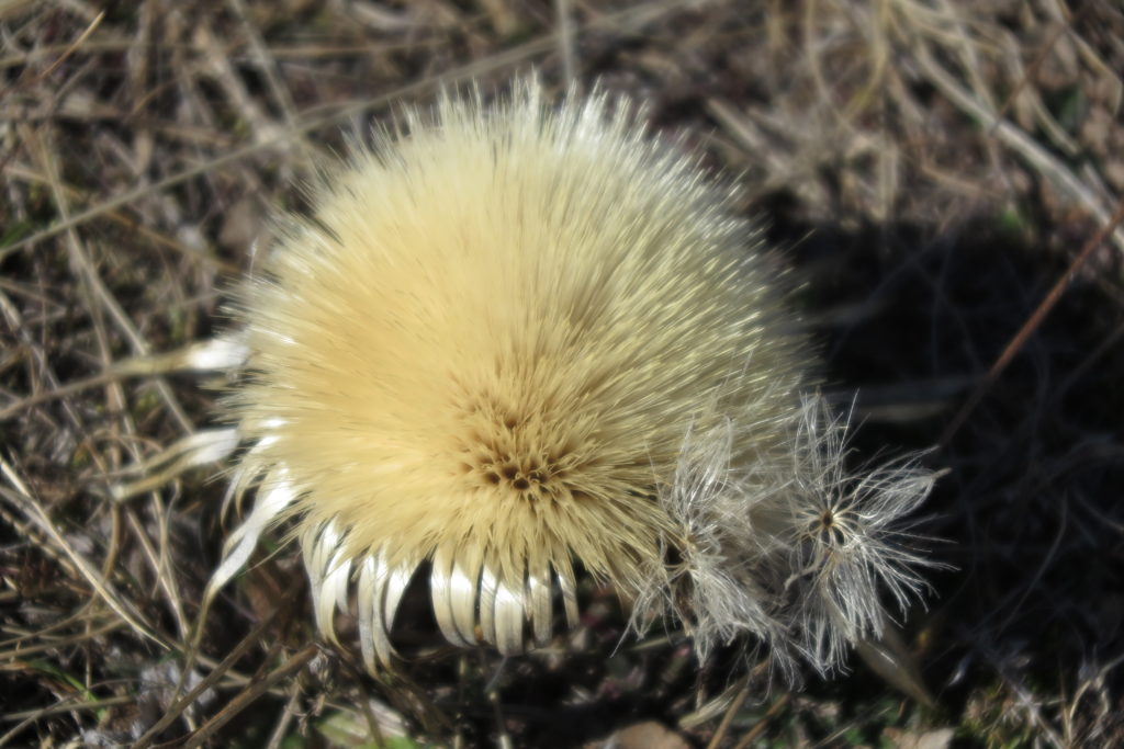 A dandelion seed head