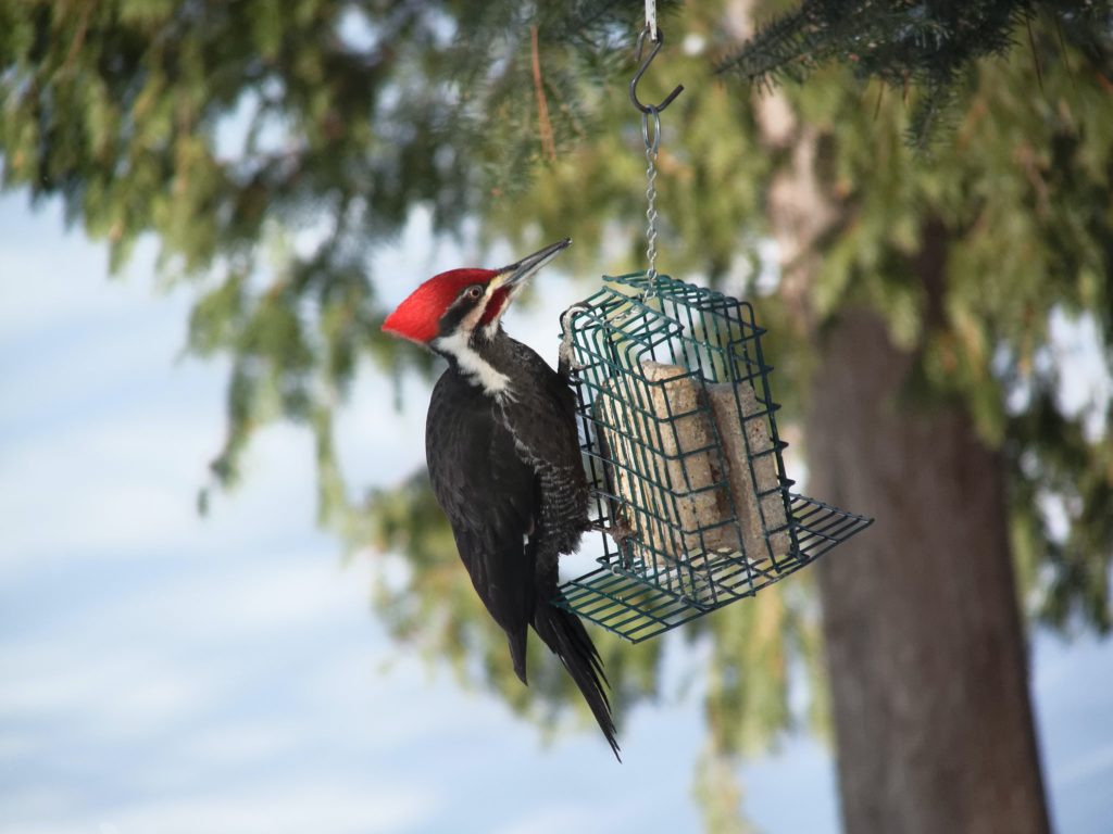 A woodpecker eating from a bird feeder