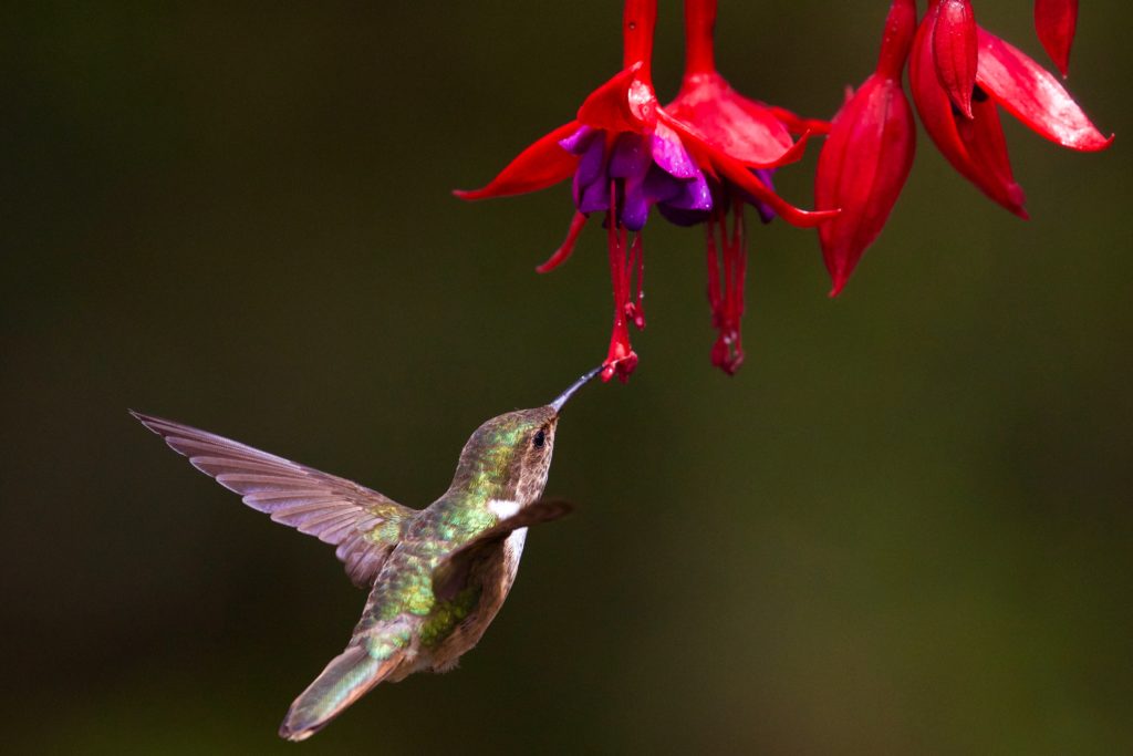 A hummingbird getting nectar from fuchsia flowers