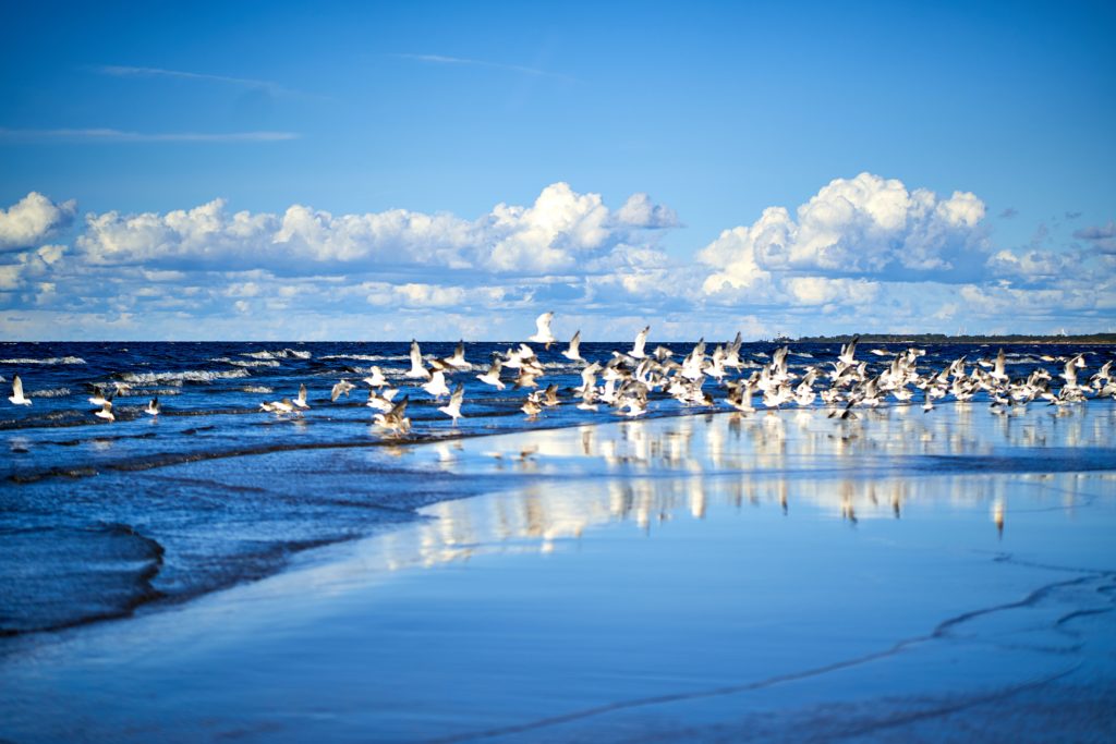 A flock of seabirds taking off at the water's edge
