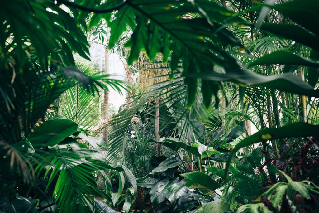 A lush tropical jungle