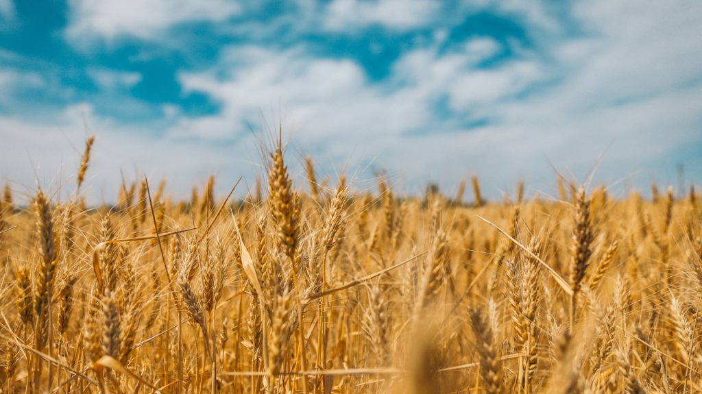 A field of beautiful wheat