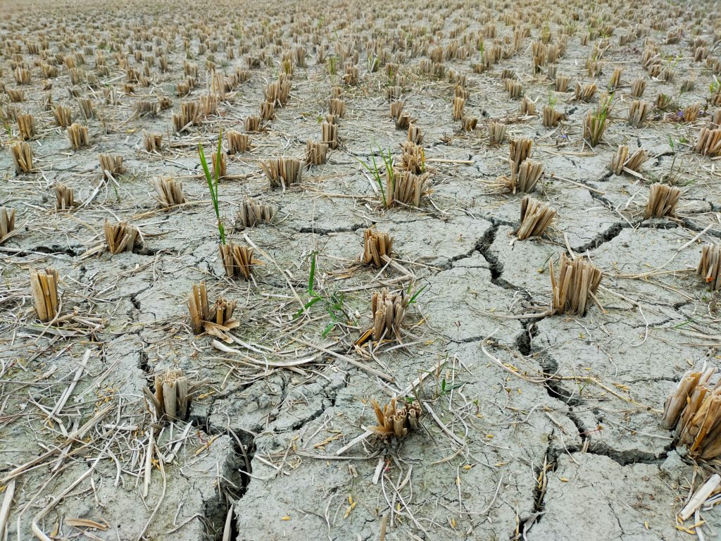 A drought-stricken field with bare, cracked earth