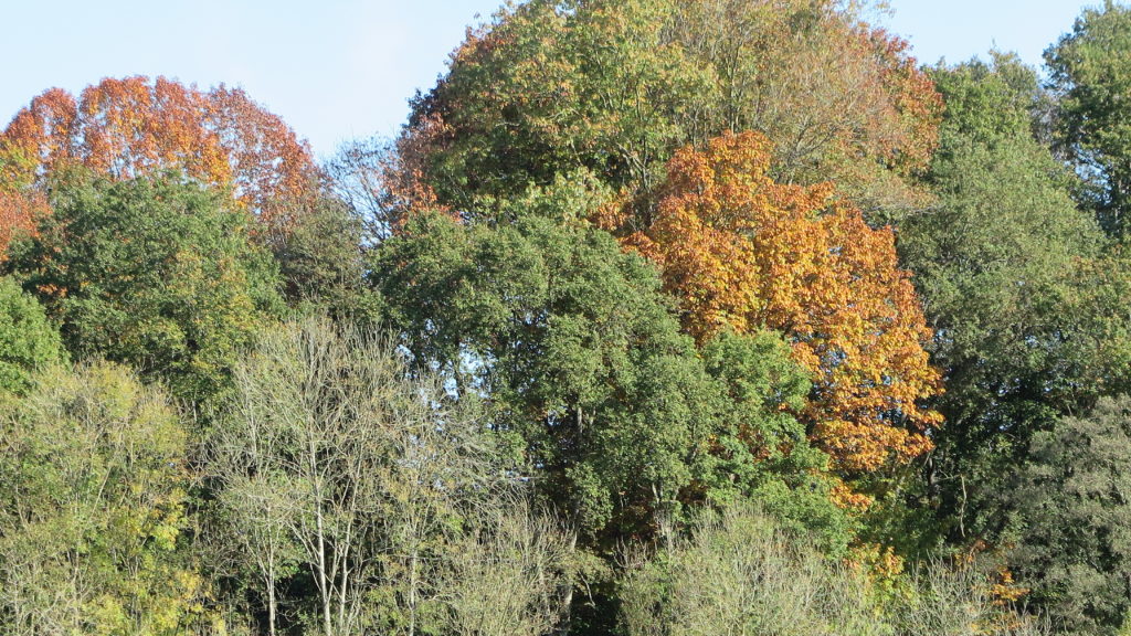 Autumn trees changing colour