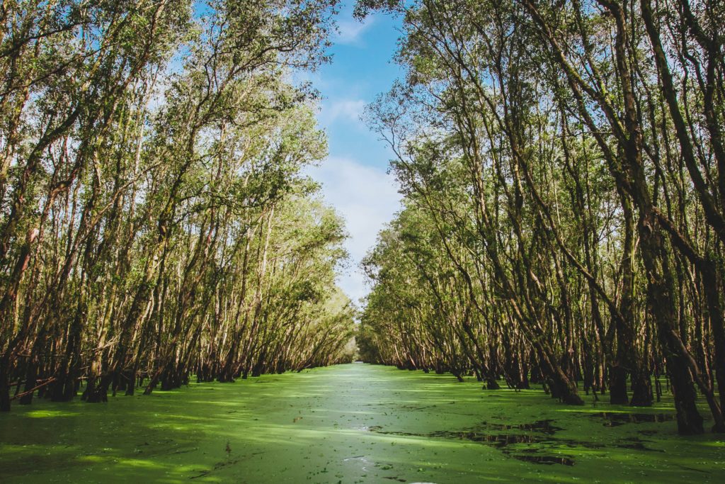 A mangrove swamp in the sunshine