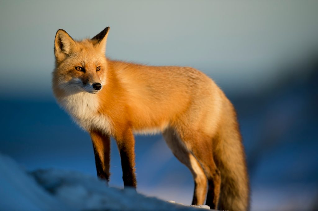 A fox resplendent in bright light