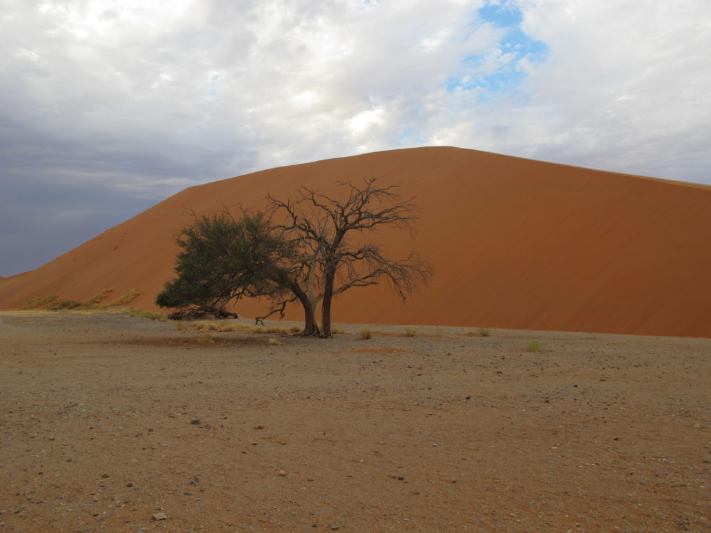 A tree growing in the desert in Namibia