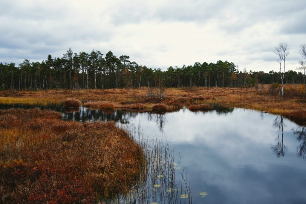 A peat bog