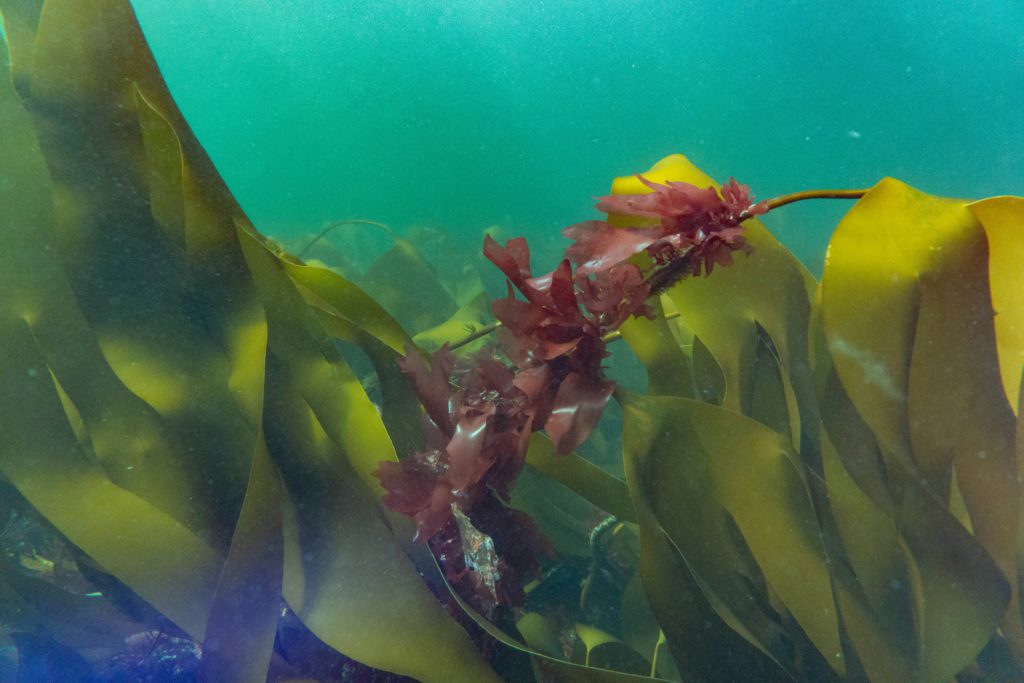 Colourful seaweed 