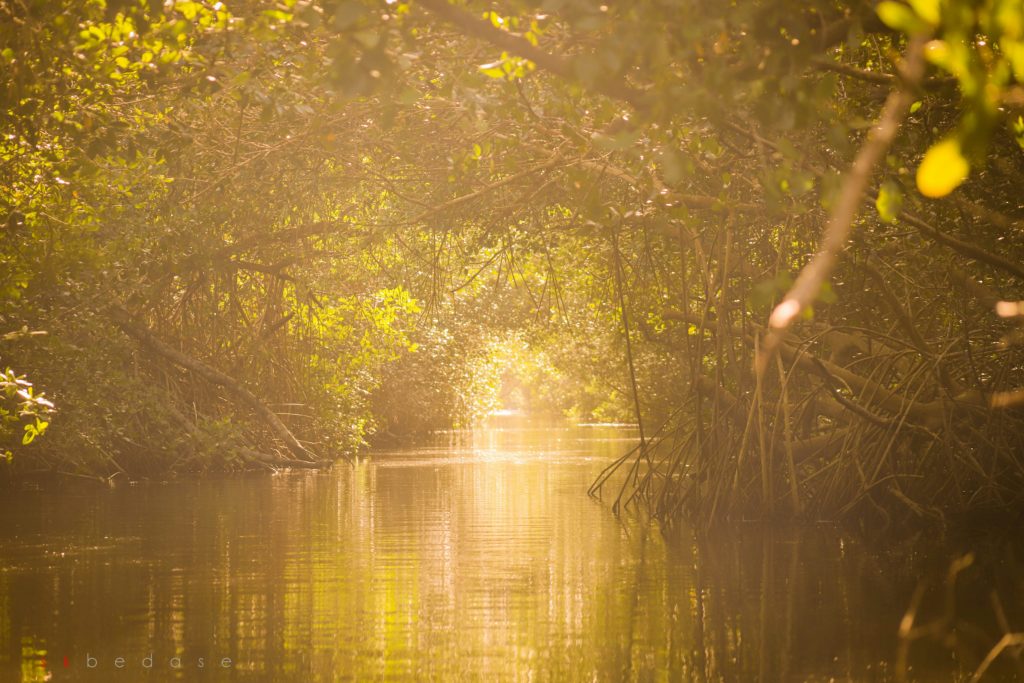 An eery mangrove swamp