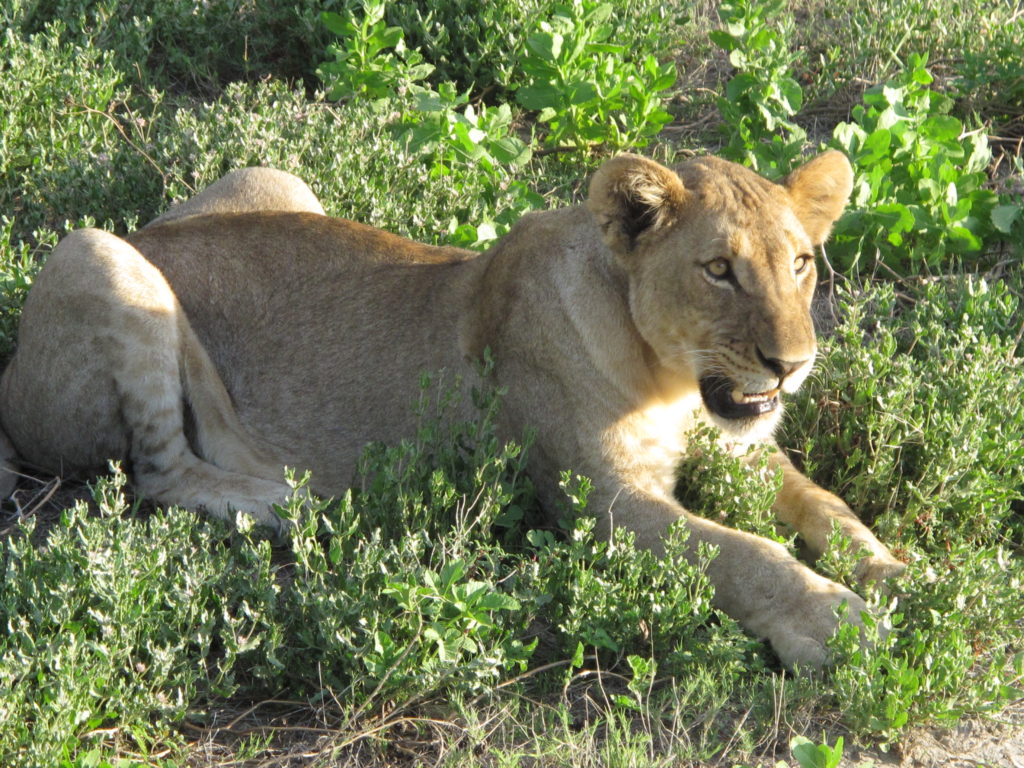 An African lionness