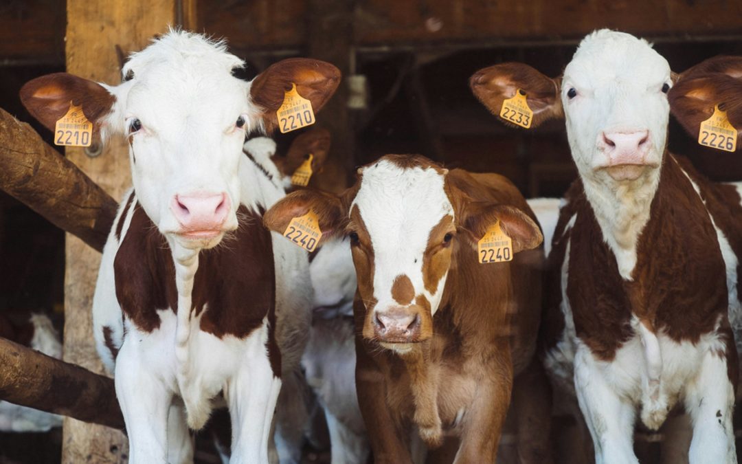 Our Food System is killing us and cruel to animals