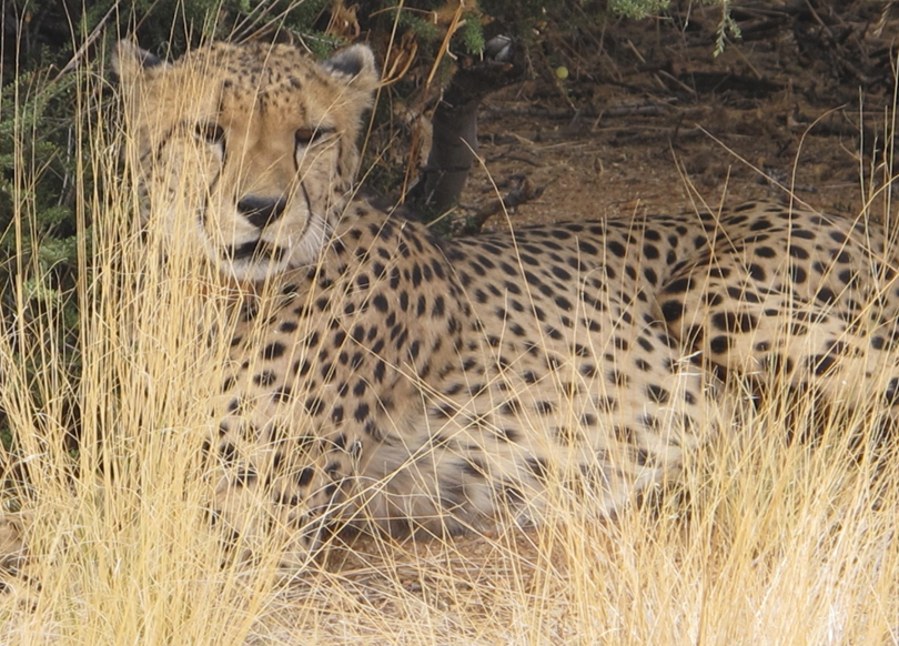 A leopard hiding in long grass