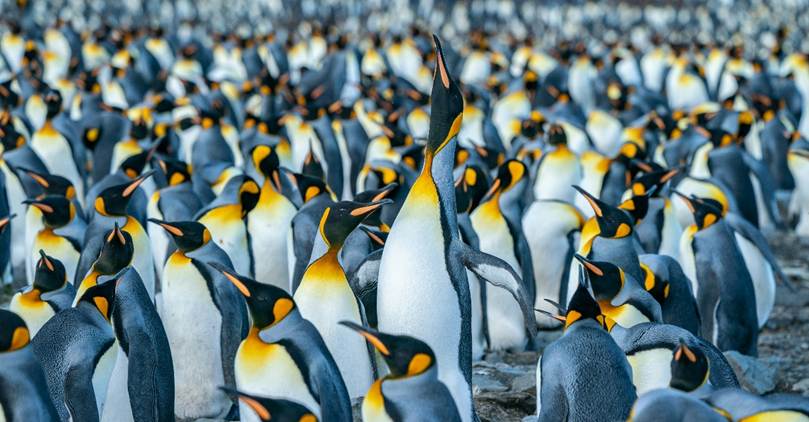 A densely-packed penguin colony