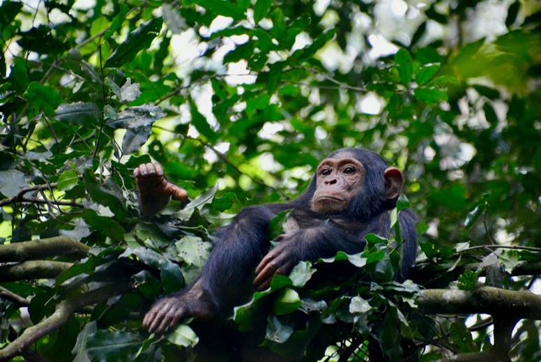 A chimpanzee sitting contentedly up high in a tree