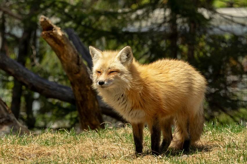 A fox with a beautiful russet coat pausing to view the world