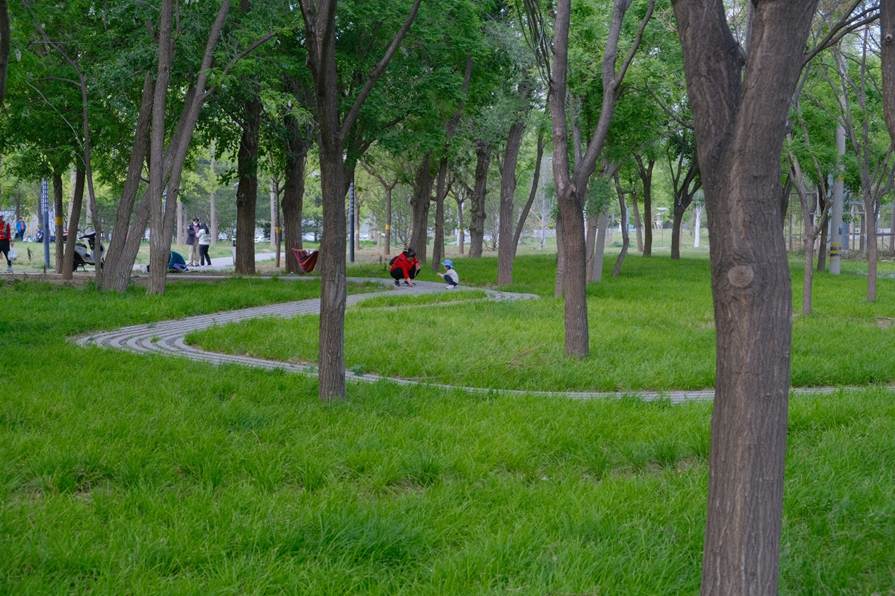A park in a city with trees and people relaxing