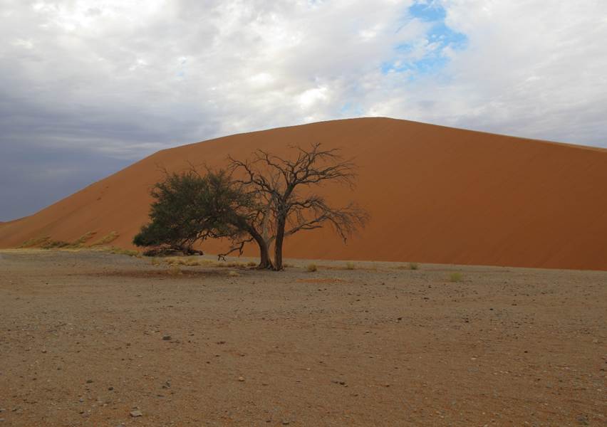 A solitary tree in the Namibian desert