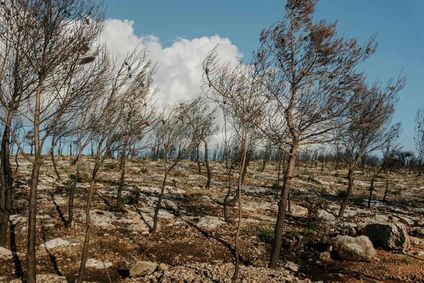 A barren slope with only some stunted trees growing