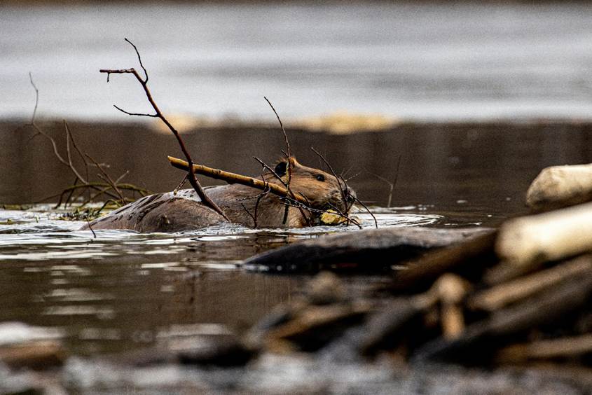 A beaver hard at work building a dam