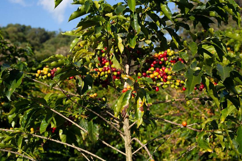 Coffee bushes laden with brightly coloured beans