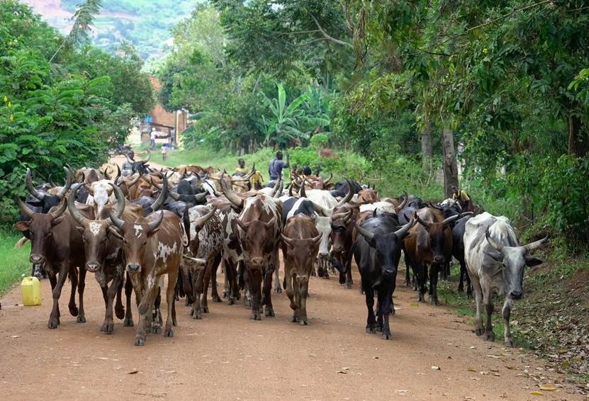 A herd of cows being driven along a   track