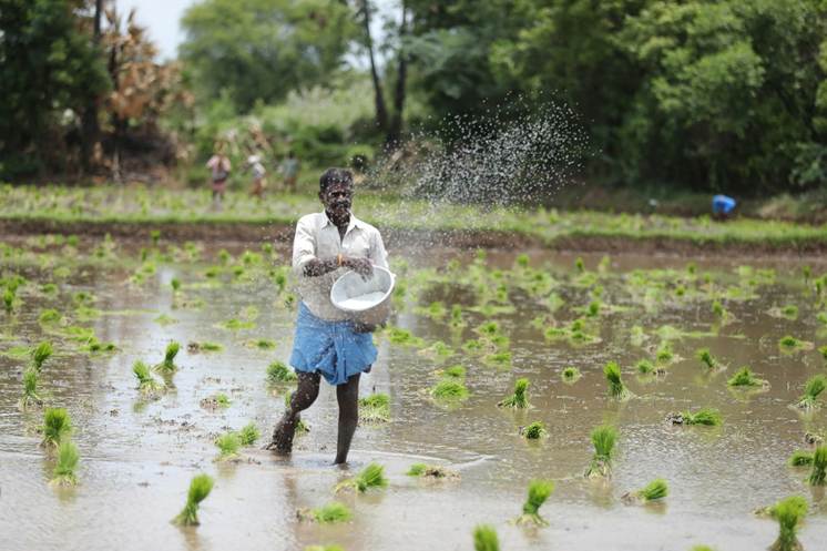 A farmer planting rice