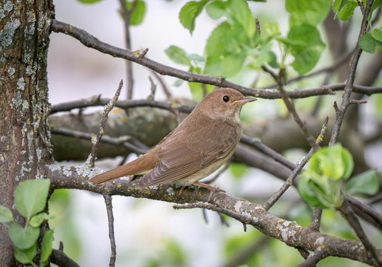 A nightingale perched on the branch of a tree