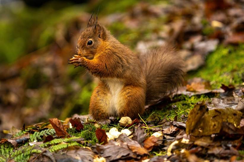 A red squirrel happily eating a nut