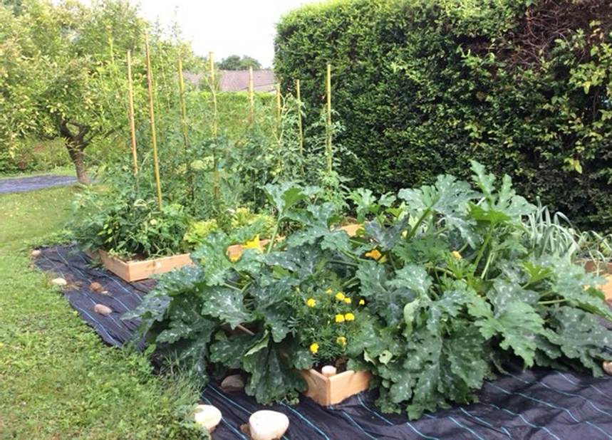 A beautiful vegtable garden in France with a riot of leaves promising a rich crop