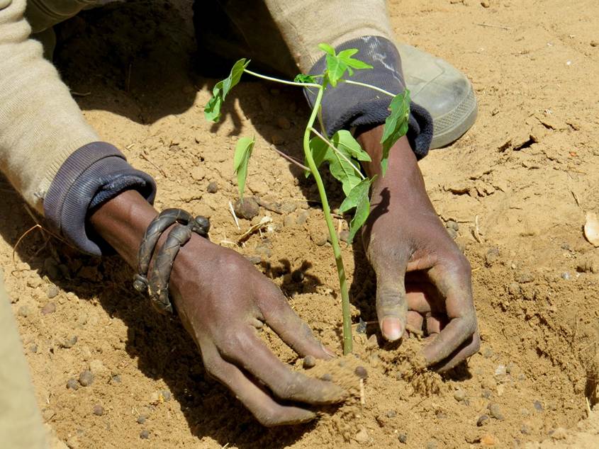 An African planting a seedling