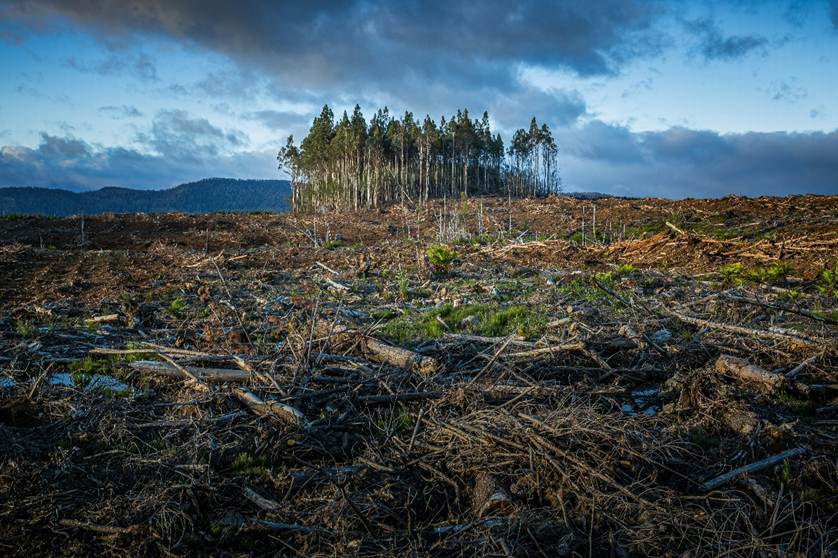 A stand of trees on the skyline, surrounded by cleared land full of dead trees