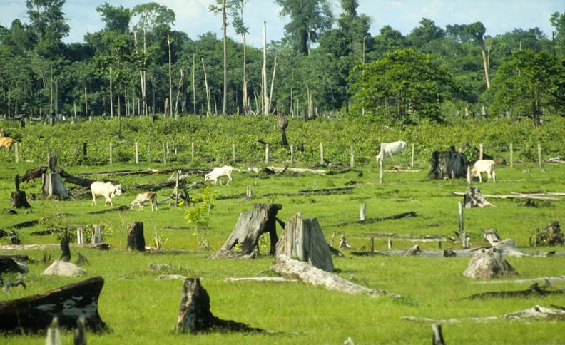 A photograph of cattle grazing on land recently cleared of trees