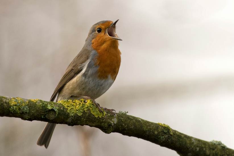 A robin red-breast in full song