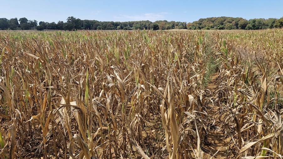 A fiels of maize, all dried up, with very little to harvest