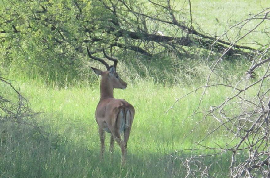 An African antelope in a forest clearing