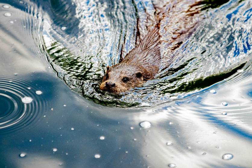 A beaver swimming determinedly