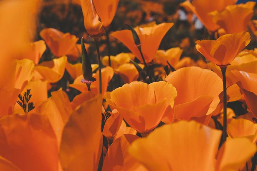 Beautiful yellow poppies