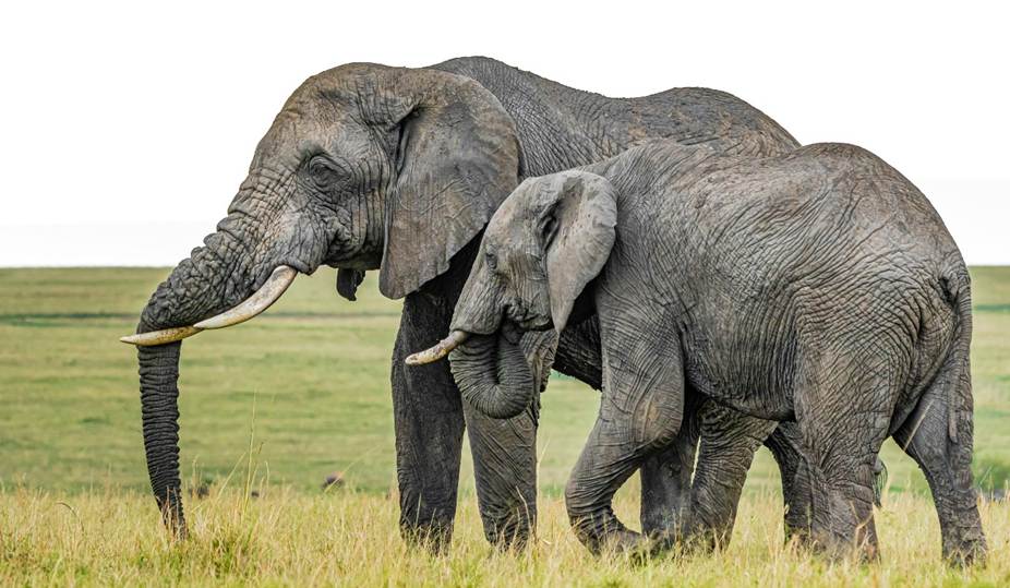 An adult elephant with a large companion