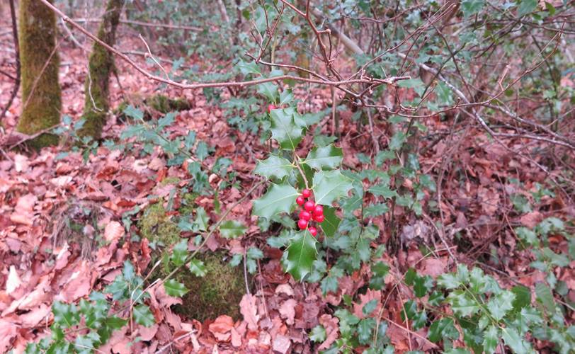 A forest floor in autumn, with holly berries