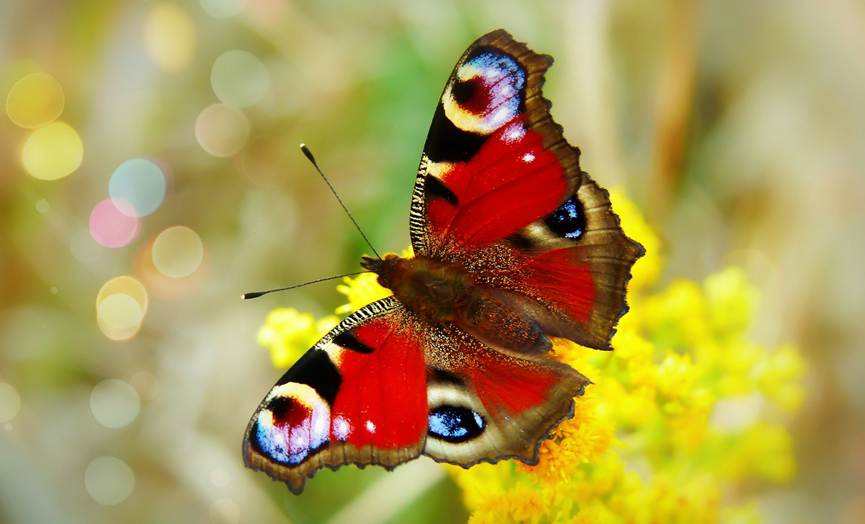 A vivid peacock butterfly