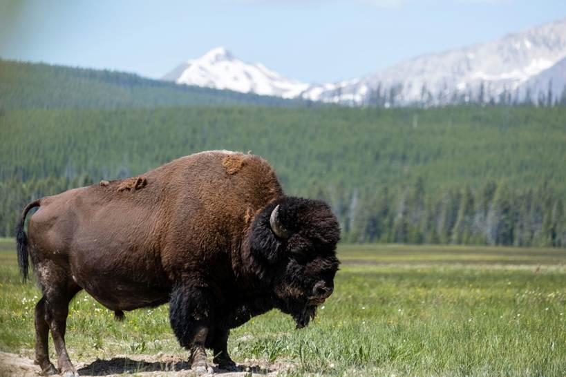 An American bison in all its glory