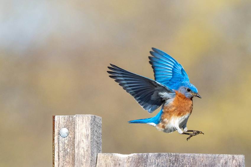 A bluebird landing on a fence